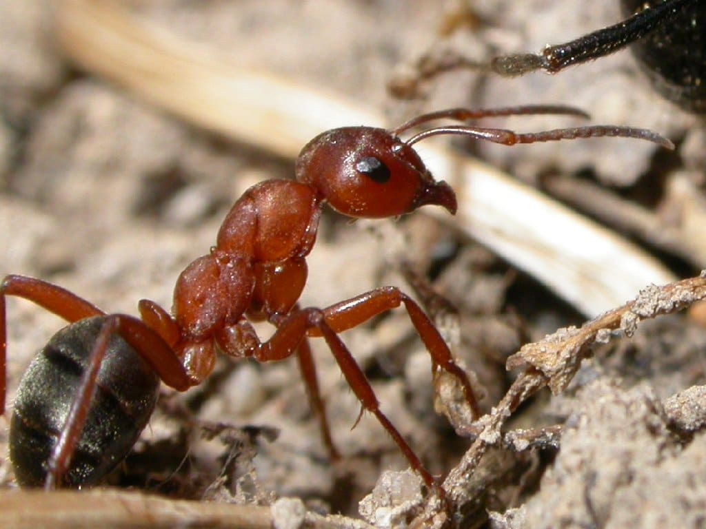 las-hormigas-54