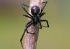 Araña viuda negra: Carácterísticas, picadura, veneno, sintomas y más