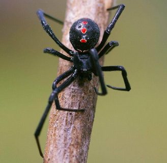 Araña viuda negra: Carácterísticas, picadura, veneno, sintomas y más