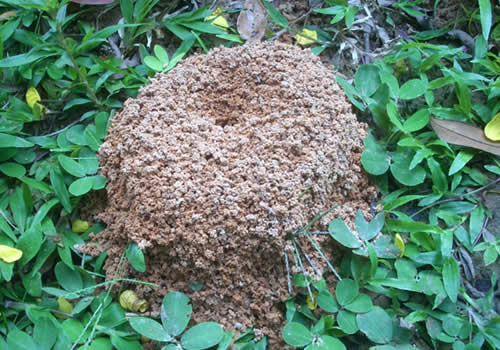las-hormigas-33