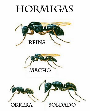 las-hormigas-9