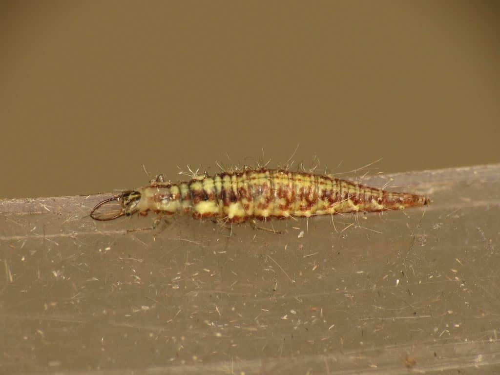larva de chrysopa carnea
