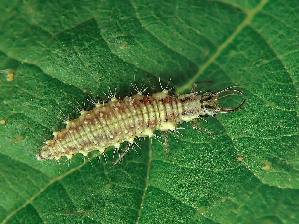 larva de chrysopa en cultivos