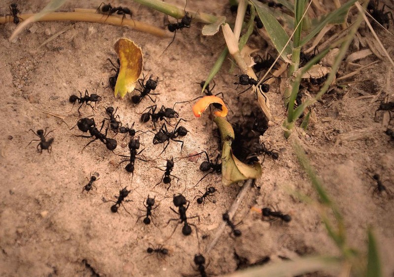 las-hormigas-4 