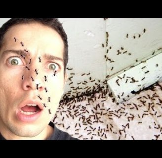 Las hormigas: Cómo acabar con las hormigas eficazmente