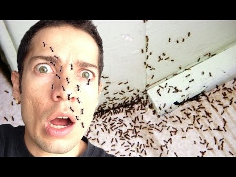 las-hormigas-1