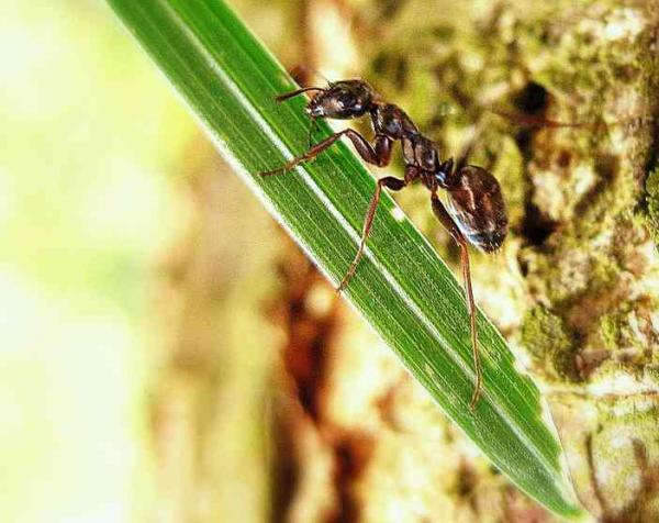 las-hormigas-71
