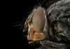Insectos: características, clasificación, metamorfosis, y mucho más