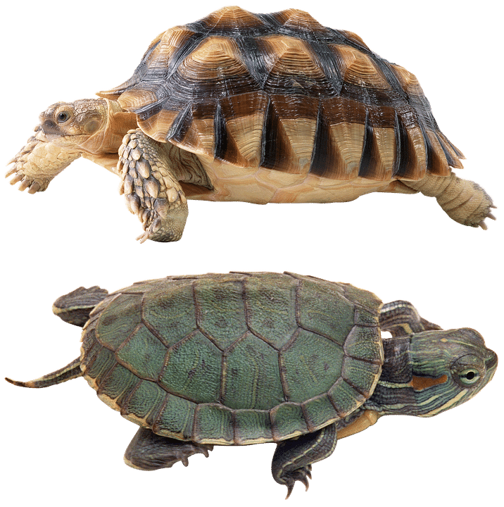 las tortugas y mas